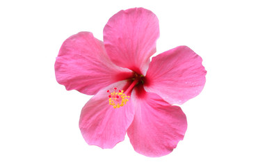 Fototapeta na wymiar isolated​ Hibiscus flower on​ white​ background.​ pink flower​ on​ white​ background.
