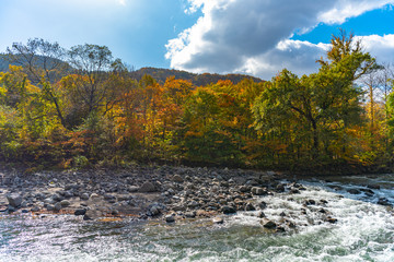Lower reaches of Oirase Stream in sunny day, beautiful fall foliage scene in autumn colors. Forest, flowing river, fallen leaves, mossy rocks in Towada Hachimantai National Park, Aomori, Japan