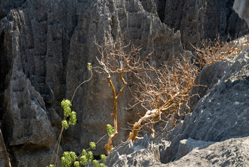 Parc national des Tsingy du massif du Bemaraha, Patrimoine mondial de l'UNESCO, Madagascar