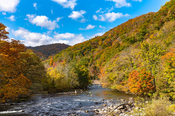 Fototapeta na wymiar Lower reaches of Oirase Stream in sunny day, beautiful fall foliage scene in autumn colors. Forest, flowing river, fallen leaves, mossy rocks in Towada Hachimantai National Park, Aomori, Japan
