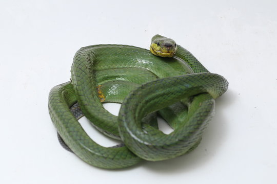 Gonyosoma oxycephalum, known commonly as the arboreal ratsnake, the red-tailed green ratsnake, and the red-tailed racer, The species is endemic to Southeast Asia isolated on white background.