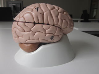 The human brain as anatomy model