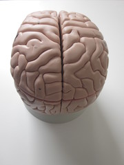 The human brain as anatomy model