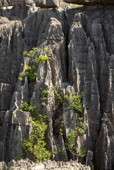 Parc national des Tsingy du massif du Bemaraha, Patrimoine mondial de l'UNESCO, Madagascar