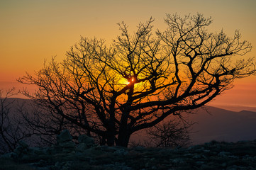 silhouette of branchy tree in sunset lights. mountain sunset landscape with tree in dusk. orange and yellow sunset or sunrise sky