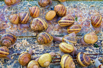 Ślimaki hodowlane w Polsce © Rafa