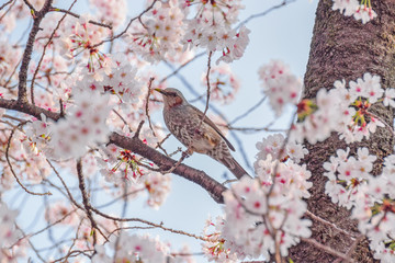Sakura Bird
