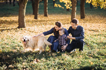 Naklejka na ściany i meble Family with a child and two golden retrievers in an autumn park