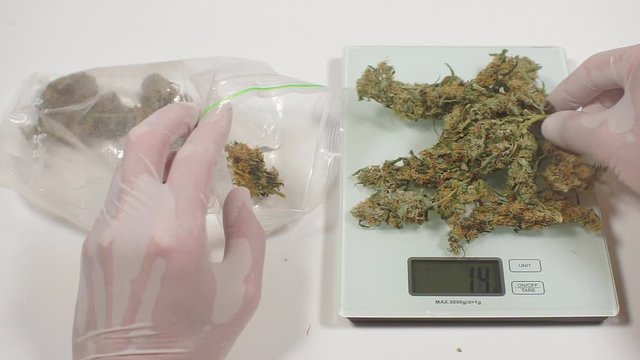 weight control of a weed plant, a policeman looks at cannabis