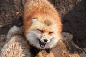 Fox