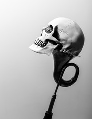 Skull, skulls, king, nautilus