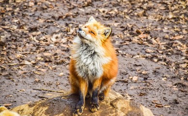 Fox