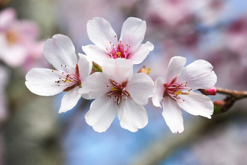 Japanese cherry blossom flowering in spring