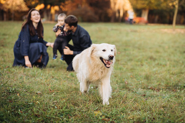 Family with a child and a golden retriever in an autumn park