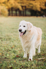 Golden retriever in a beautiful autumn park