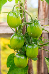 Green tomatoes hang on a branch in a greenhouse. Ripening vegetables. Preparing for the harvest. Healthy food.