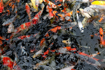 Beautiful koi fish in pond in the garden, Fishes under water, carp fish