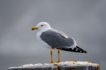 Vögel in der Natur