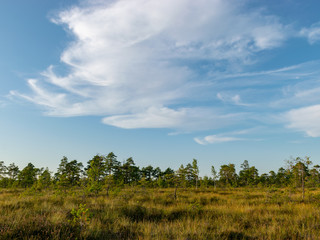 Fototapeta na wymiar landscape with bog sunset colors, tree silhouettes, bog grass, Nigula bog, Estonia