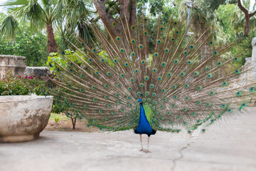 Obraz premium peacock