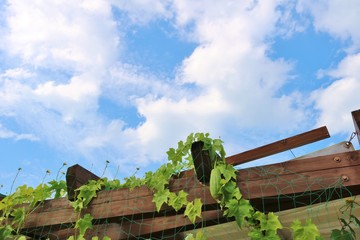 Fototapeta premium 空 へちま 夏 杤木