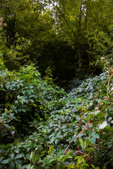 Fototapeta premium wild grape forest trail