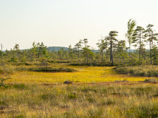 landscape with bog sunset colors, tree silhouettes, bog grass, Nigula bog, Estonia