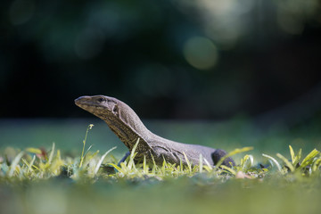 Clouded Monitor Lizard