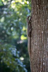 Clouded Monitor Lizard