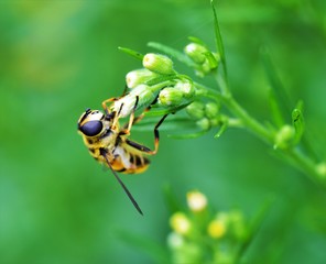 Hoverfly on a flower.