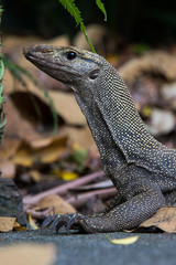 Clouded Monitor Lizard
