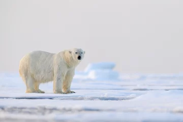 Fotobehang IJsbeer op de rand van het drijfijs met sneeuw en water in de Svalbard-zee. Wit groot dier in de natuurhabitat, Europa. Wildlife scène uit de natuur. Gevaarlijke beer die op het ijs loopt. © ondrejprosicky