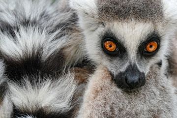 Face with long taill. Detail portrait of cute monkey. Ring-tailed Lemur, Lemur catta, with yellow clear background. Animal from Madagascar, Africa. Close-up photo of monkey.