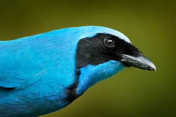 Turquoise jay, Cyanolyca turcosa, detail portrait of beautiful blue bird from tropic forest, Gunago, Ecuador. Close-up bill portrait of jay in the dark tropic forest.