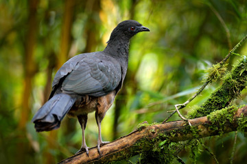 Black Guan, Chamaepetes unicolor, portrait of dark tropical bird with blue bill and red eyes, orange bloom flower in the background, animal in the mountain tropical forest in Savegre, Costa Rica.