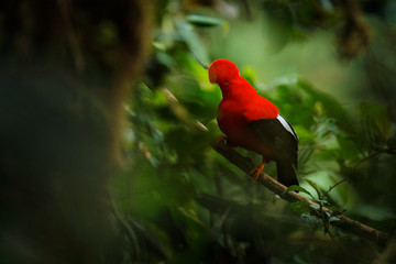 Cock-of-The-Rock, Rupicola peruvianus, red bird with fan-shaped crest perched on branch in its typical environment of tropical rainforest. National bird of Peru. Blurred green tropic background.