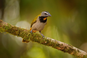 Buff-throated Saltator, Saltator maximus, exotic bird sitting on the branch in the green forest. Tropic tanager in the nature habitat at Costa Rica, Central America.
