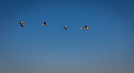 Fliegende Wildgänse vor blauem Himmel weit