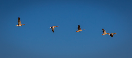 Fliegende Wildgänse vor blauem Himmel nah