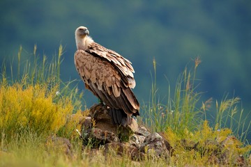 Fototapeta premium Griffon Vulture, Gyps fulvus, big birds of prey sitting on rocky mountain, nature habitat, Madzarovo, Bulgaria, Eastern Rhodopes. Wildlife from Balkan. Wildlife scene from nature. Blue flower on rock.
