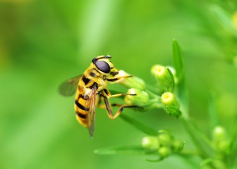 Hoverfly on a flower.