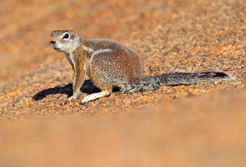 Cape ground squirrel, Xerus inauris, cute animal in the nature habitat, Spitzkoppe, Namibia in Africa. Squirrel sitting on the stone, sunny day in nature.
