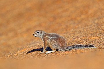 Cape ground squirrel, Xerus inauris, cute animal in the nature habitat, Spitzkoppe, Namibia in Africa. Squirrel sitting on the stone, sunny day in nature.