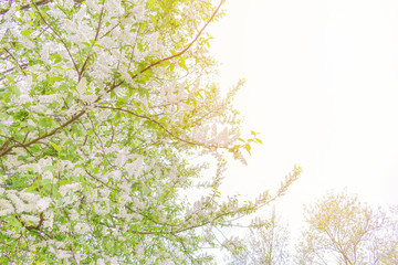 Branches of blossoming apple tree, gentle light background, copy space, toned