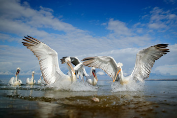Bird in the water. Dalmatian pelican, Pelecanus crispus, landing in Lake Kerkini, Greece. Pelican...