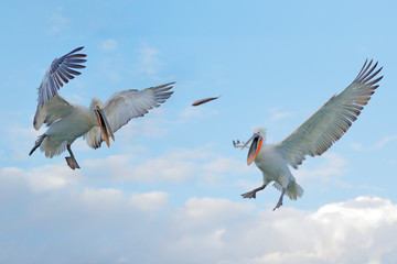 Bird in the water. Dalmatian pelican, Pelecanus crispus, landing in Lake Kerkini, Greece. Pelican with open wings. Wildlife scene from European nature.