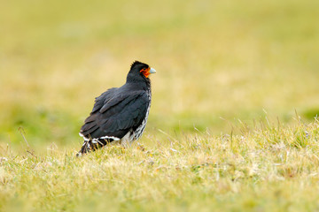 Carunculated caracara, Phalcoboenus carunculatus, beautiful bird of prey from Antisana in Ecuador.