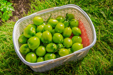 Green tomatoes in a basket. Ripening vegetables. Harvesting. Healthy food.