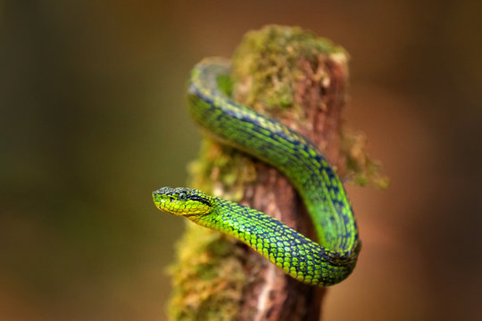 Talamancan Palm-Pitviper, Bothriechis nubestris, nature habitat. Rare new specie viper in tropical forest. Poison snake in the dark jungle. Detail of beautiful green snake from Costa Rica, in moss.