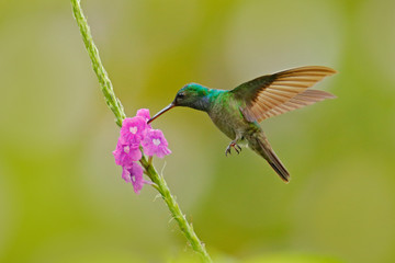 Charming Hummingbird, Amazilia decora, bird feeding sweet nectar from flower pink bloom. Hummingbird behaviour in tropic forest, nature habitat in Corcovado NP, Costa Rica. Bird in fly, wildlife.